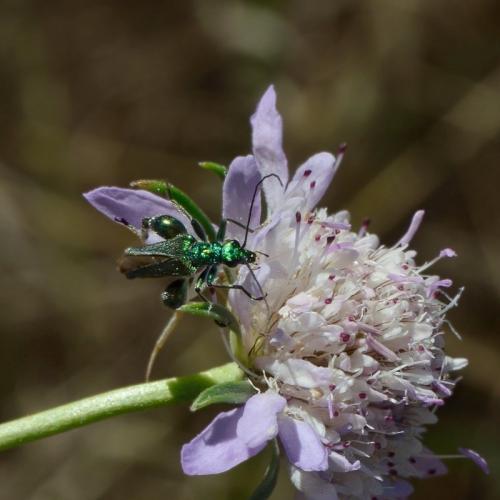 Oedemera nobilis